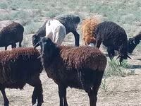 كبش, Edilbay sheep — الصورة 2