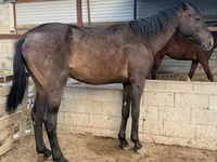 公马, Arabian horse — 照片 1