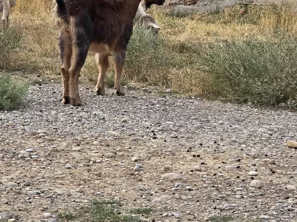 Cabro, Cabras