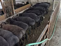 Ram, Sheep — photo 4