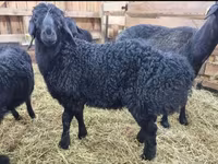 كبش, Baerchuke sheep — الصورة 8