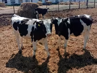 Бух, Russian Black pied cattle — 2 зураг