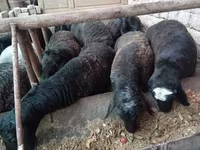 كبش, الأغنام — الصورة 1