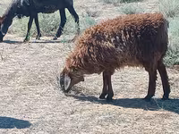 كبش, Edilbay sheep — الصورة 3