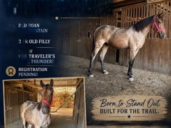 母马, Rocky Mountain Horse