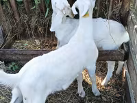 Cabro, Saanen goat — foto 2
