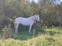 घोड़ा, Arabian horse — फ़ोटो 2