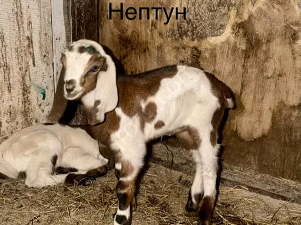 Cabro, Kamori goats