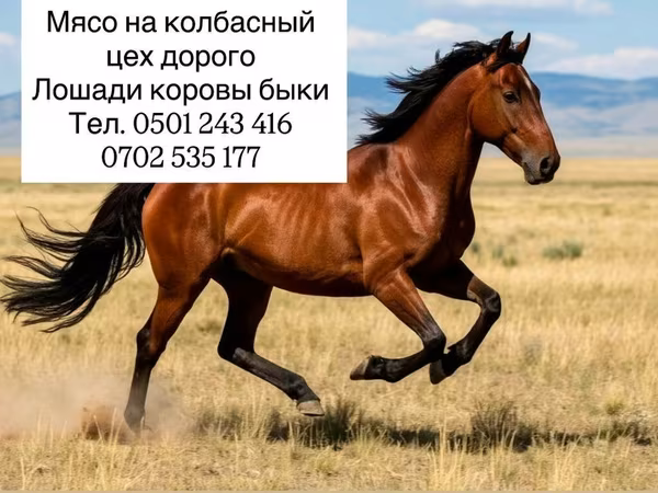 Мясо для колбасного цеха. Предлагаются партии мяса для переработки в