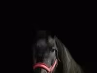 Азаргагүй морь, Percheron — 4 зураг