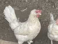 लेघोर्न — फ़ोटो 2