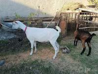 Cabra, Saanen goat — foto 7