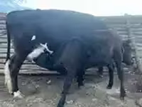 بقرة, الماشية — الصورة 3