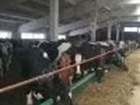 Vaca, Raza Holstein — foto 2