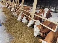 公牛, Cattle — 照片 1