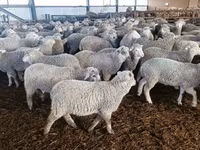 نعجة, Kuibyshev sheep — الصورة 1