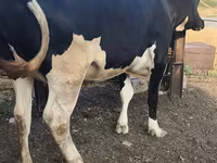 بقرة, Russian Black pied cattle — الصورة 2
