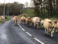Үнээ, Aubrac cattle — 4 зураг