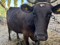 Cow, Swiss cattle — photo 3