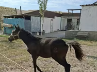 घोड़ी, Kazakh horse — फ़ोटो 2
