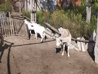عنزة, LaMancha goats — الصورة 4