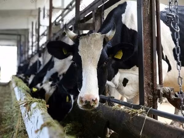 Bull, Cattle