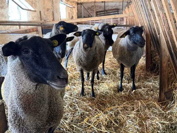 نعجة, Baerchuke sheep