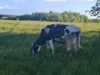 公牛, Kazakh White-headed cow — 照片 6