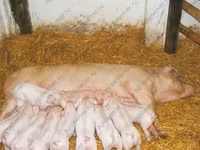 Eber, Schweine — Foto 1