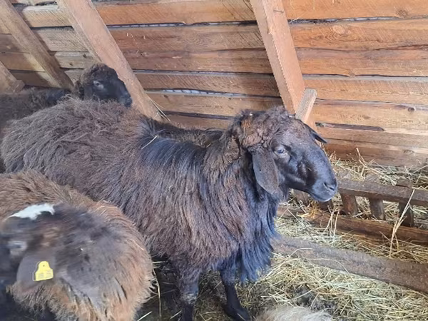 كبش, Edilbay sheep — روسيا