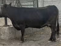Cow, Cattle — photo 4