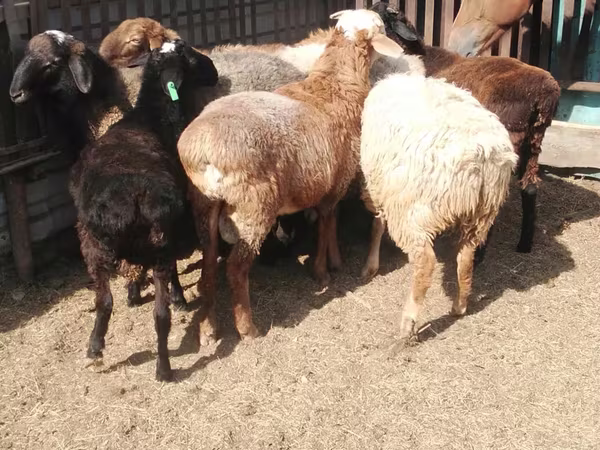 كبش, الأغنام