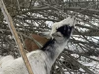 Cabro, Saanen goat — foto 4