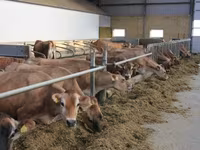 Cow, Holstein breed — photo 2