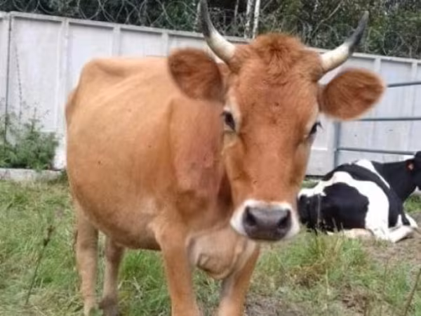 Vaca, Raza Jersey