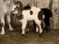 Cabro, Kamori goats — foto 5