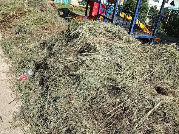 Хадсан нарийн өвс