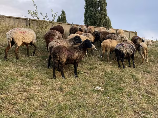 Sheep, Sheep