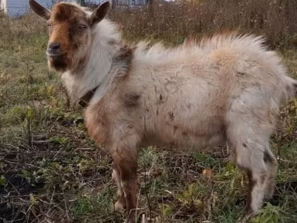 Cabro, Cabras — Rusia