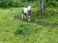 Ram, Romanov sheep — photo 2