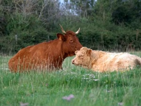 Vaca, Salers cattle