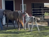 فرس, Pinto horses — الصورة 6