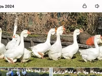 Geese — photo 2