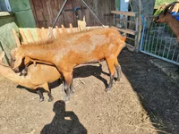 公山羊, Goats — 照片 1