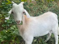Cabro, Cabras — foto 1