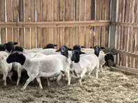मेढ़ा, Precoce sheep — फ़ोटो 8