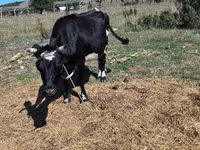 Үнээ, Үхэр мал — 4 зураг