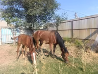 Stute, Thoroughbred horse — Foto 4