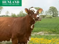 公牛, Red-spotted breed — 照片 3