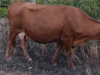 सांड, मवेशी — फ़ोटो 4